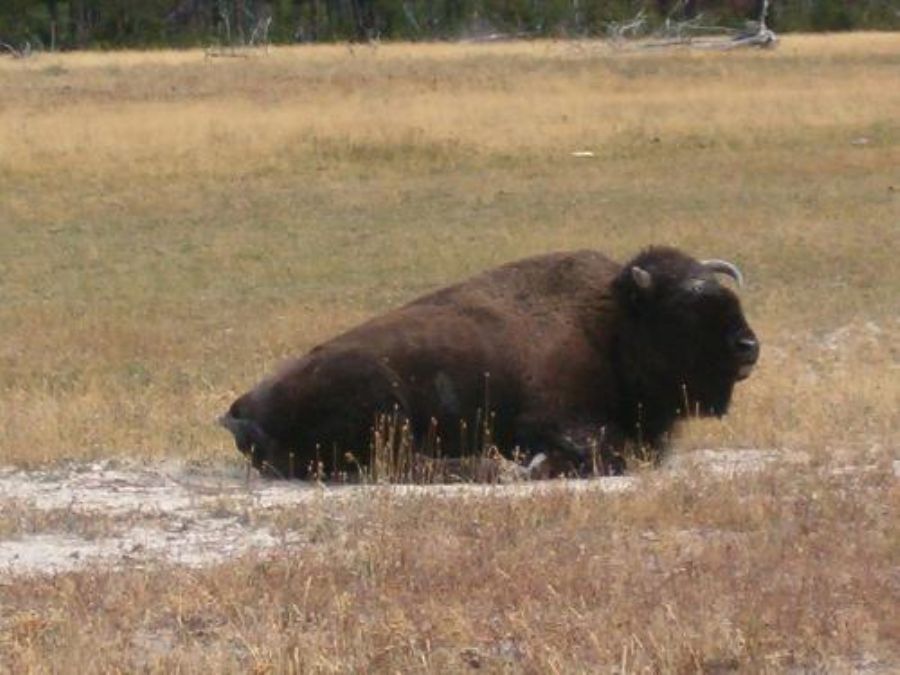 Some buffalo (Or Bisons) 
