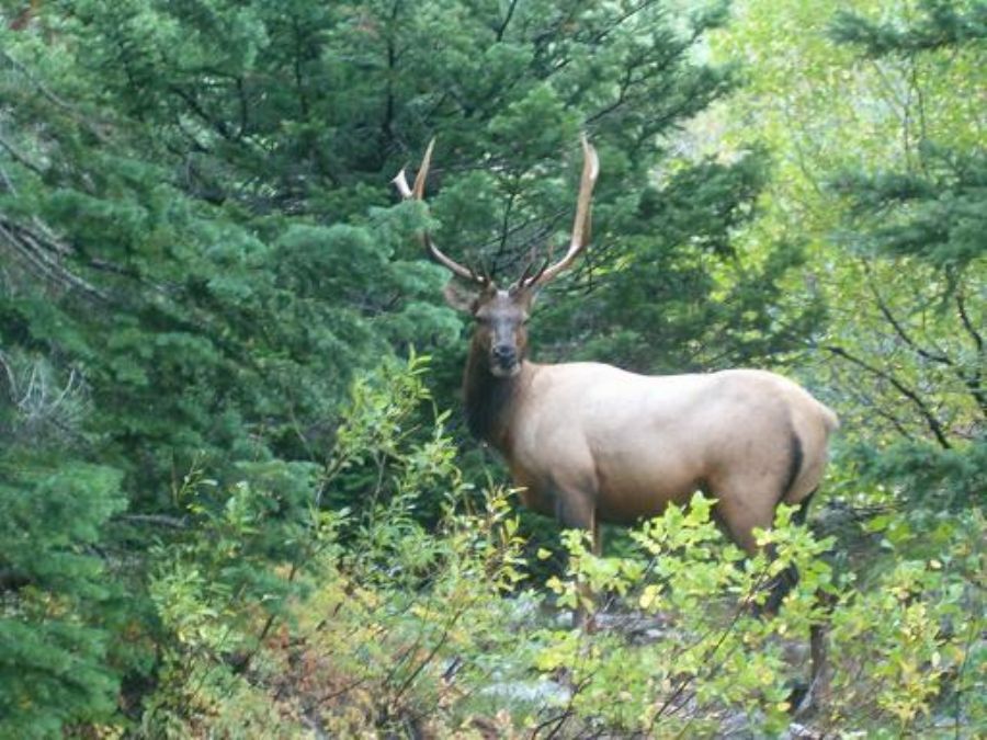 This was the first wild life animal we met - an Elk. 