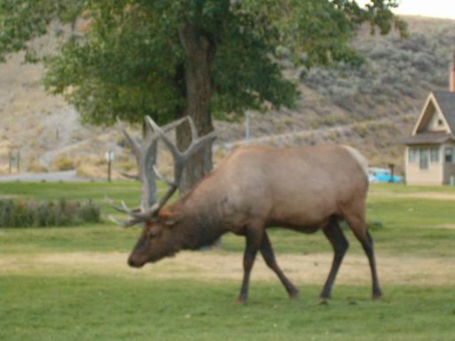 This was the first wild life animal we met - an Elk.