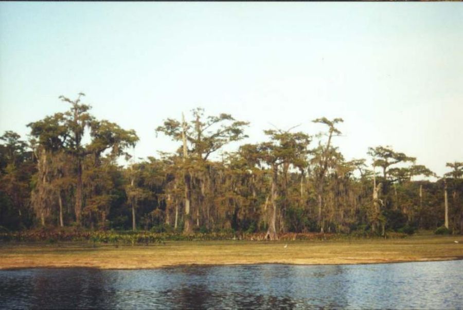 the Florida swamp :