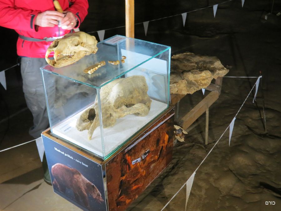שרידי דוב מערות מעידן הקרח במערת קריז'נה