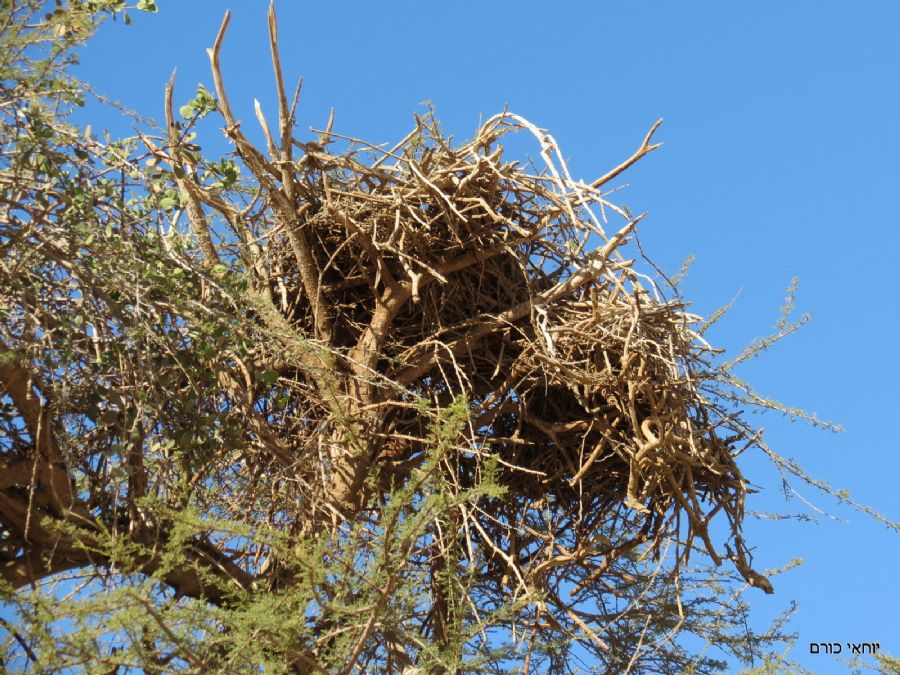 קן עוזניה (עוף דורס שנכחד) עתיק על עץ שיטה