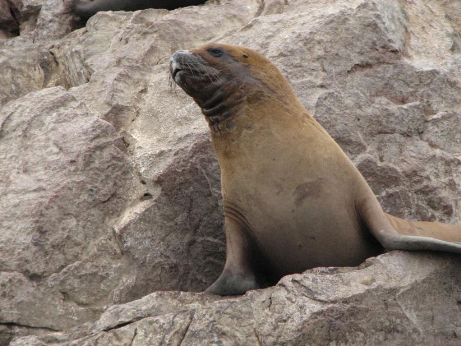 Sea lions in Paracas
