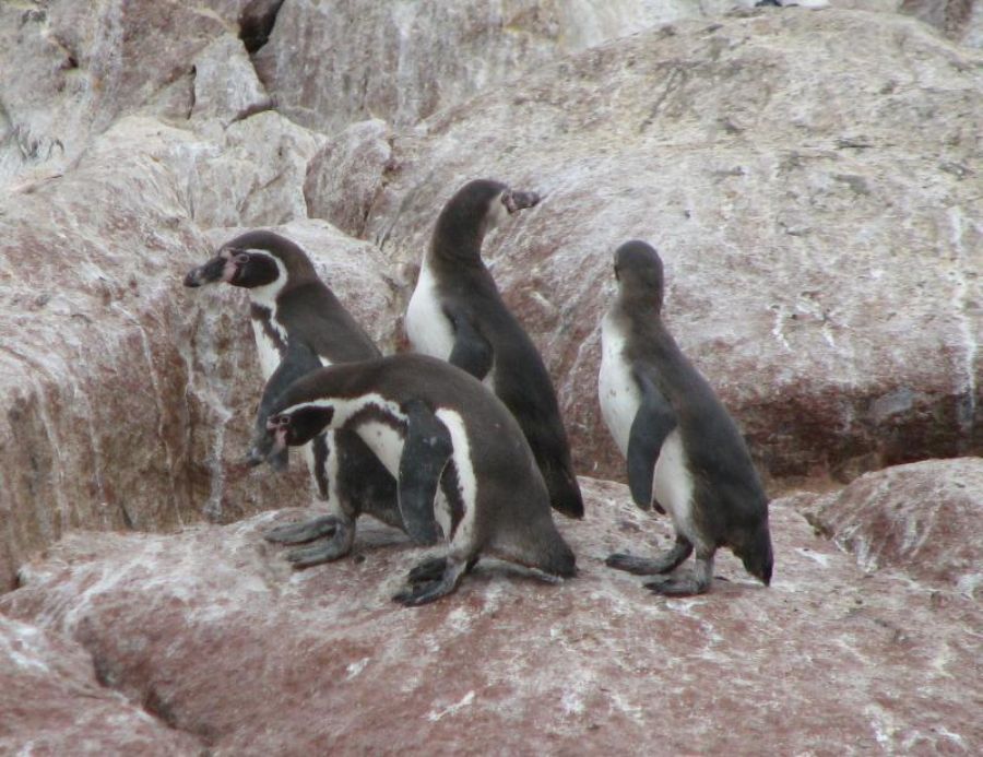 Penguins in Paracas