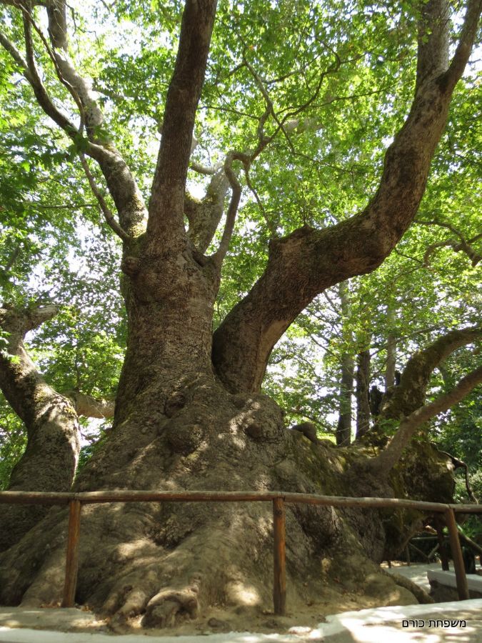 עץ הדולב העתיק