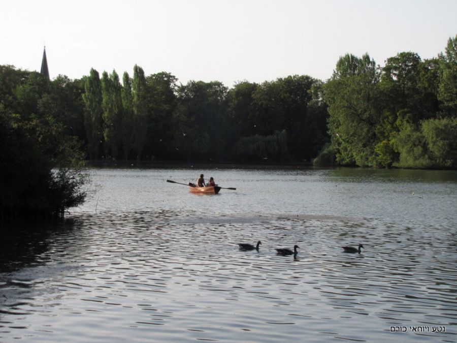 האגם בפארק