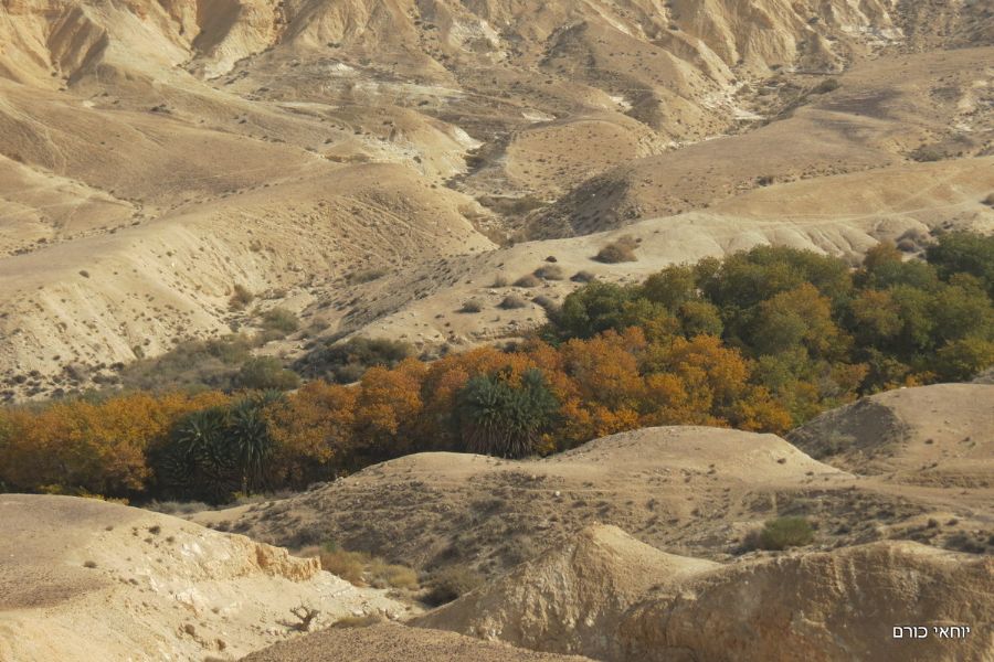 עין שביב
