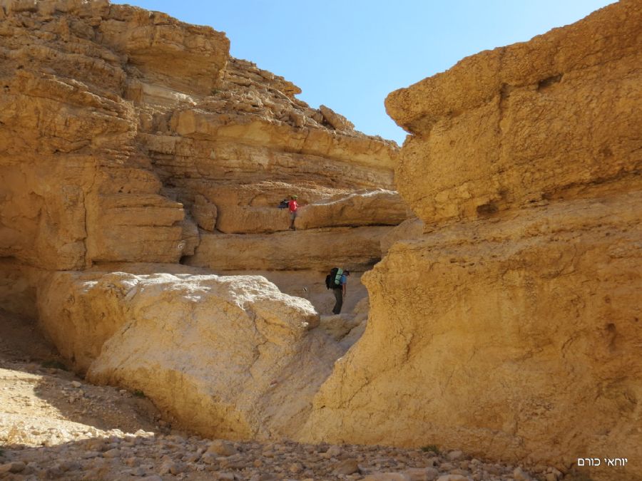 טיפוס בגבי רחם (הריקים)