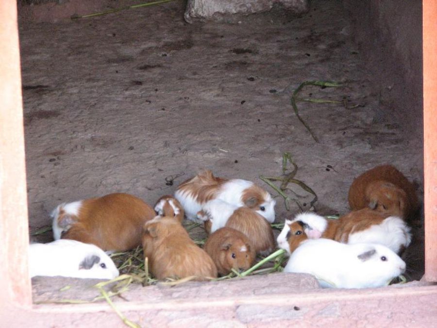 Guinea pig