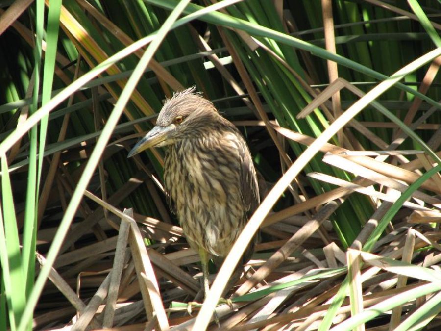 Birds in the reed