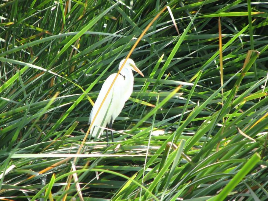 Birds in the reed