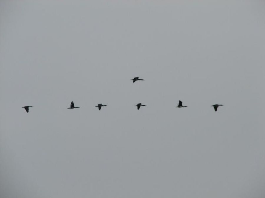 Birds all around