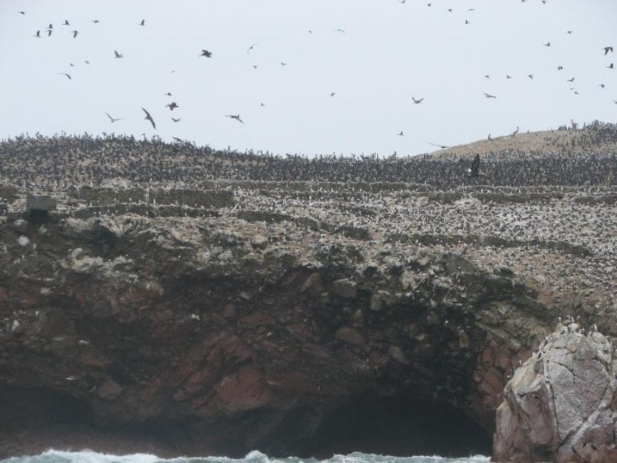 Birds all around
