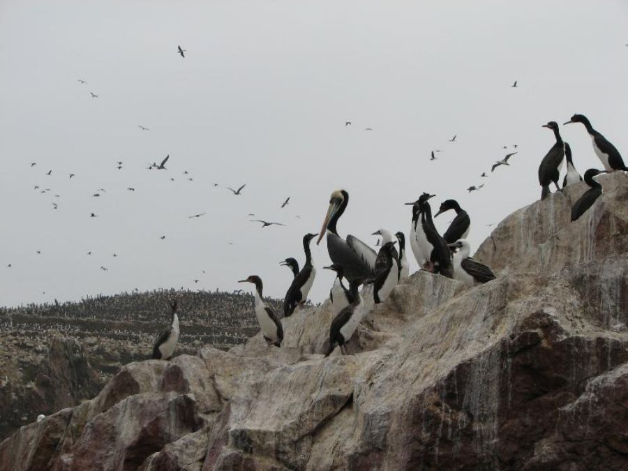 Paracas