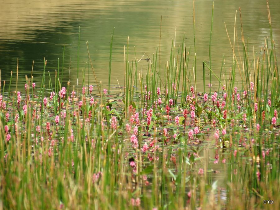 Lago di Lod